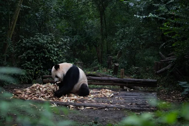 Panda Eating Bamboo Shoots